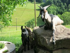 Susi und Lotte mit dem Ziegenbock Peter