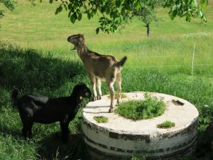 Susi und Lotte